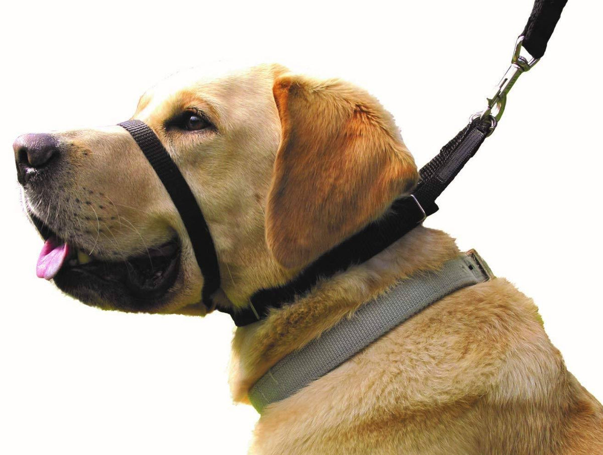 15-17-inch Collar R148
