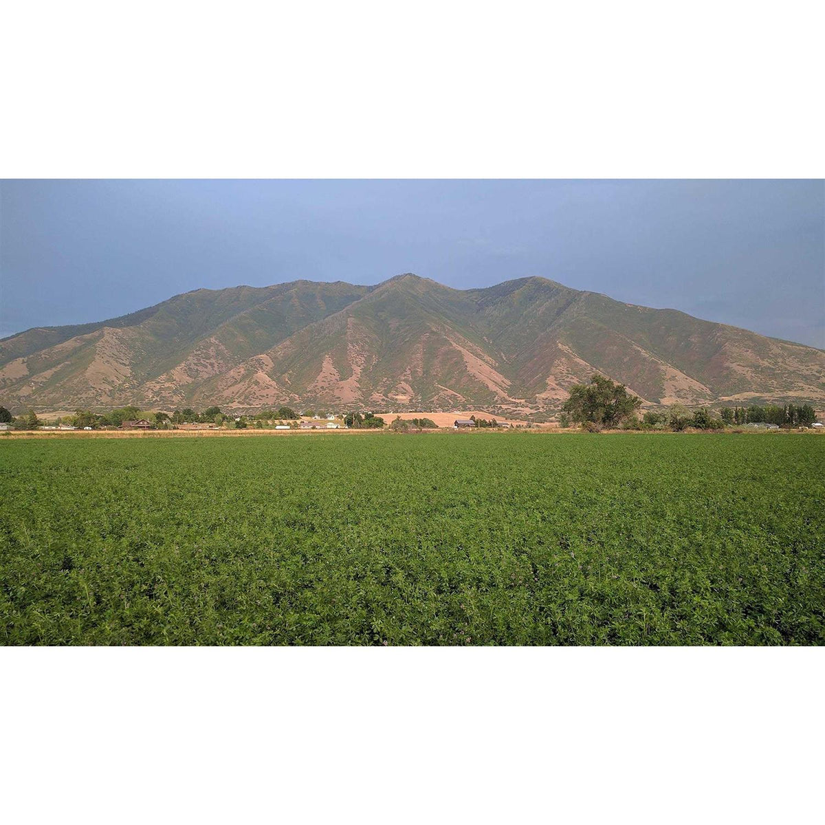 Alfalfa Hay for Rabbits & Small Pets O278826