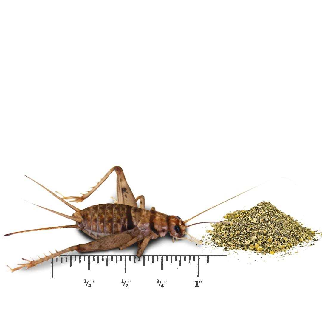 Live Banded Crickets Reptile Food Y9719