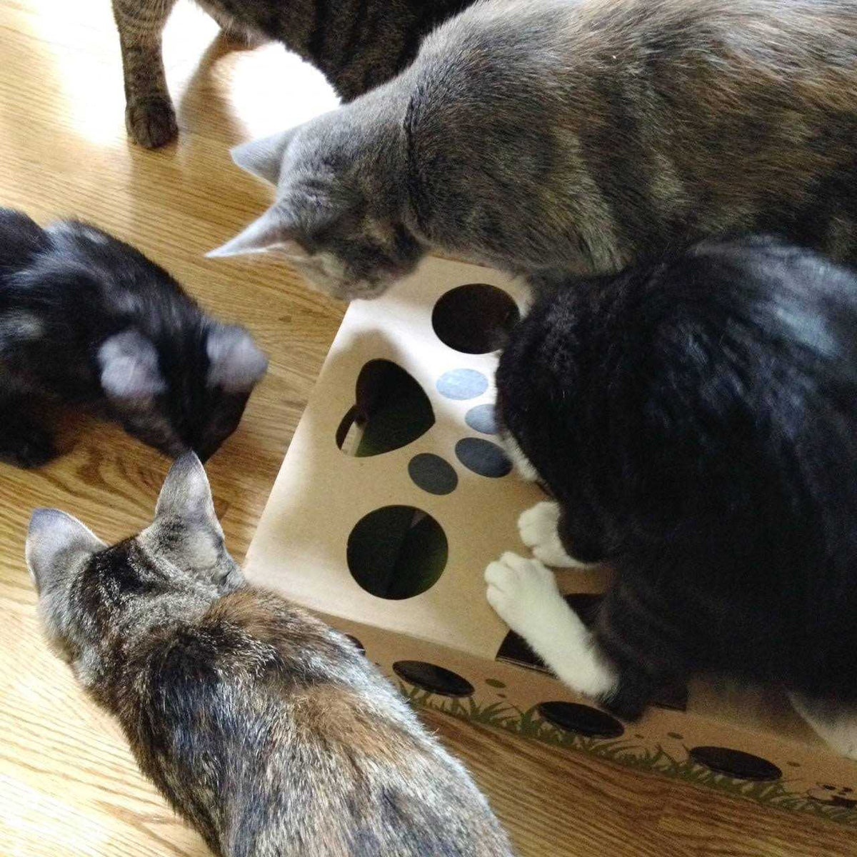 Interactive Cat Treat Maze Puzzle Feeder F93176