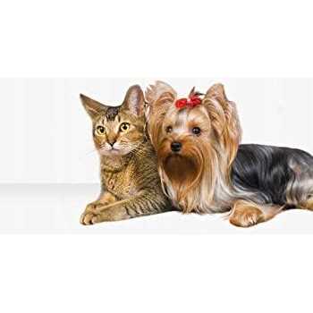 Pet Hair Dryer with Slicker Brush O556639
