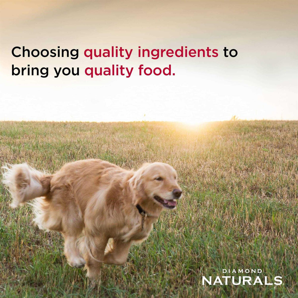 Salmon & Potato Dry Dog Food V72563