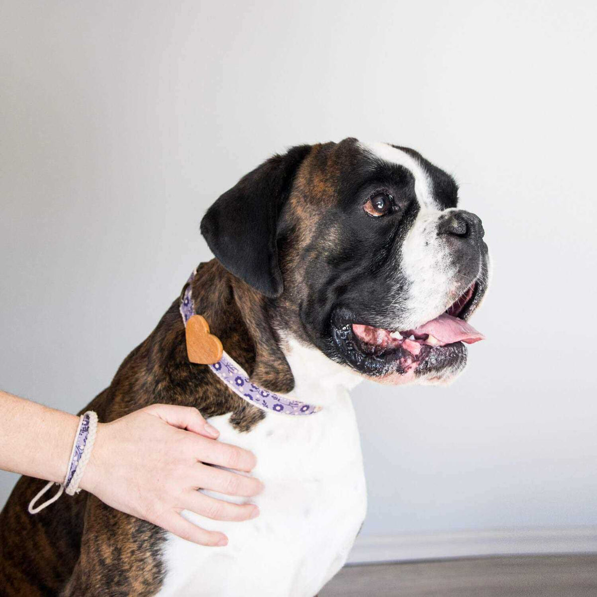 Heart Dog Collar C8234