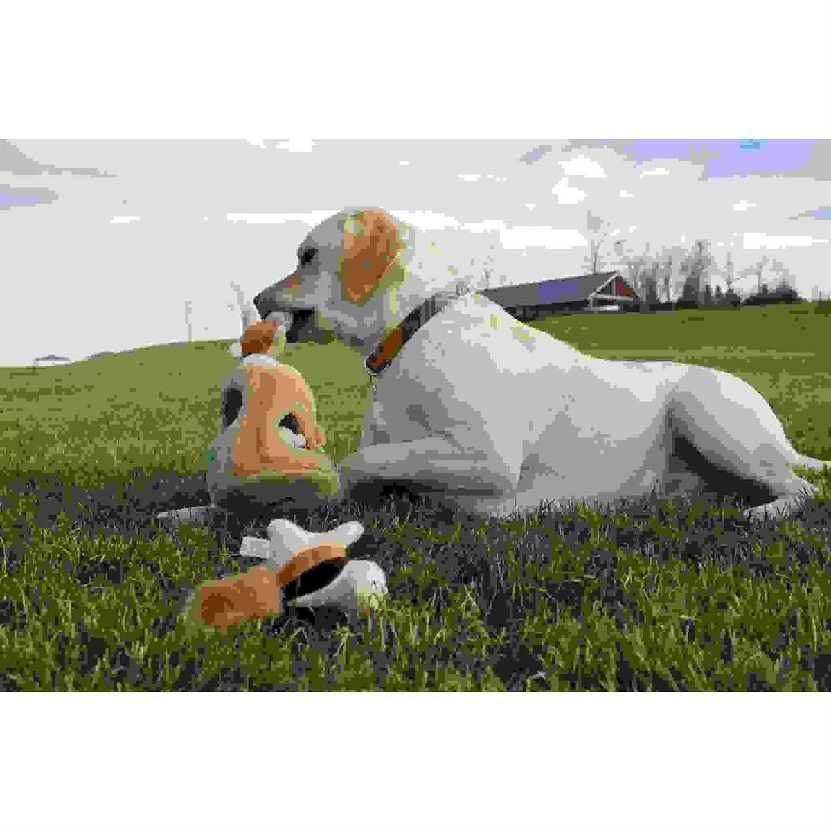 Hide A Squirrel Dog Toy D97418