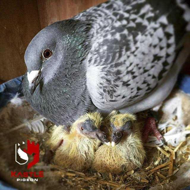 500 g Pigeon Breeder G7583