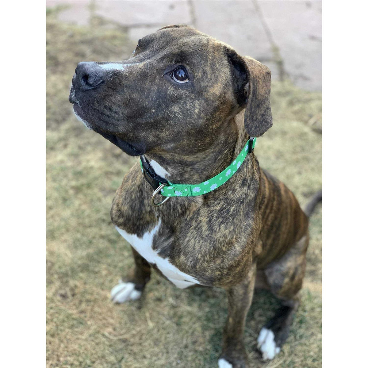 St Patricks Day Dog Collars N193