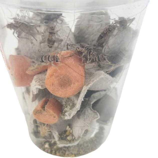 Live Banded Crickets Reptile Food Y9719