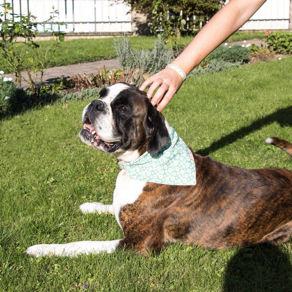 Matching Dog Collar, Bandana and Friendship Bracelet K95465