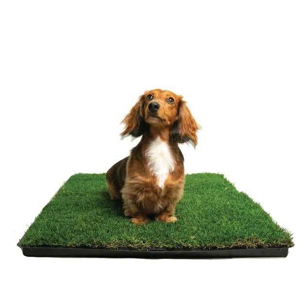 Grass with Tray N676708