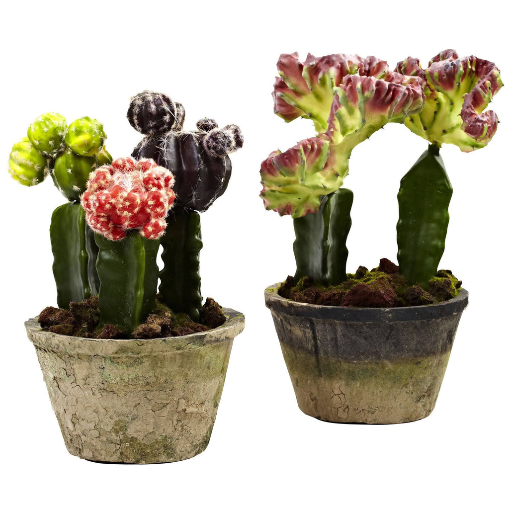 Colorful Cactus Gardens Set of 2 T603973