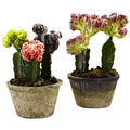 Colorful Cactus Gardens Set of 2 T603973