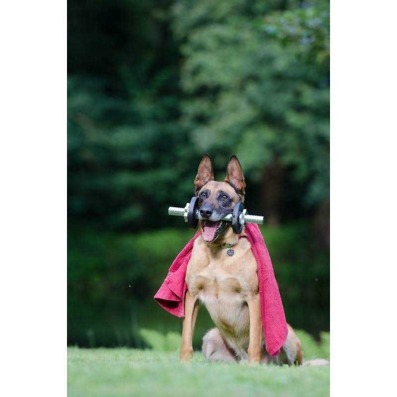 Dog Treat Training Pouch with Clicker R113