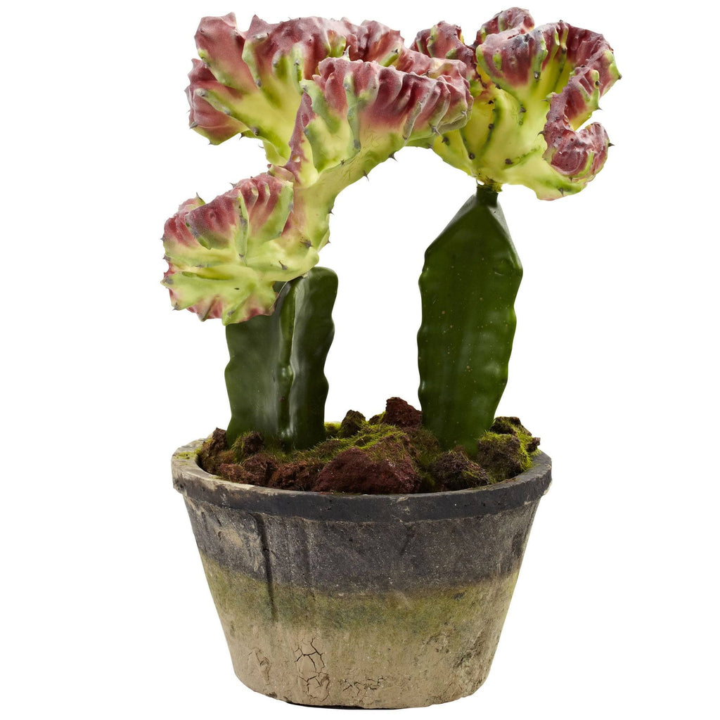 Colorful Cactus Gardens Set of 2 T603973