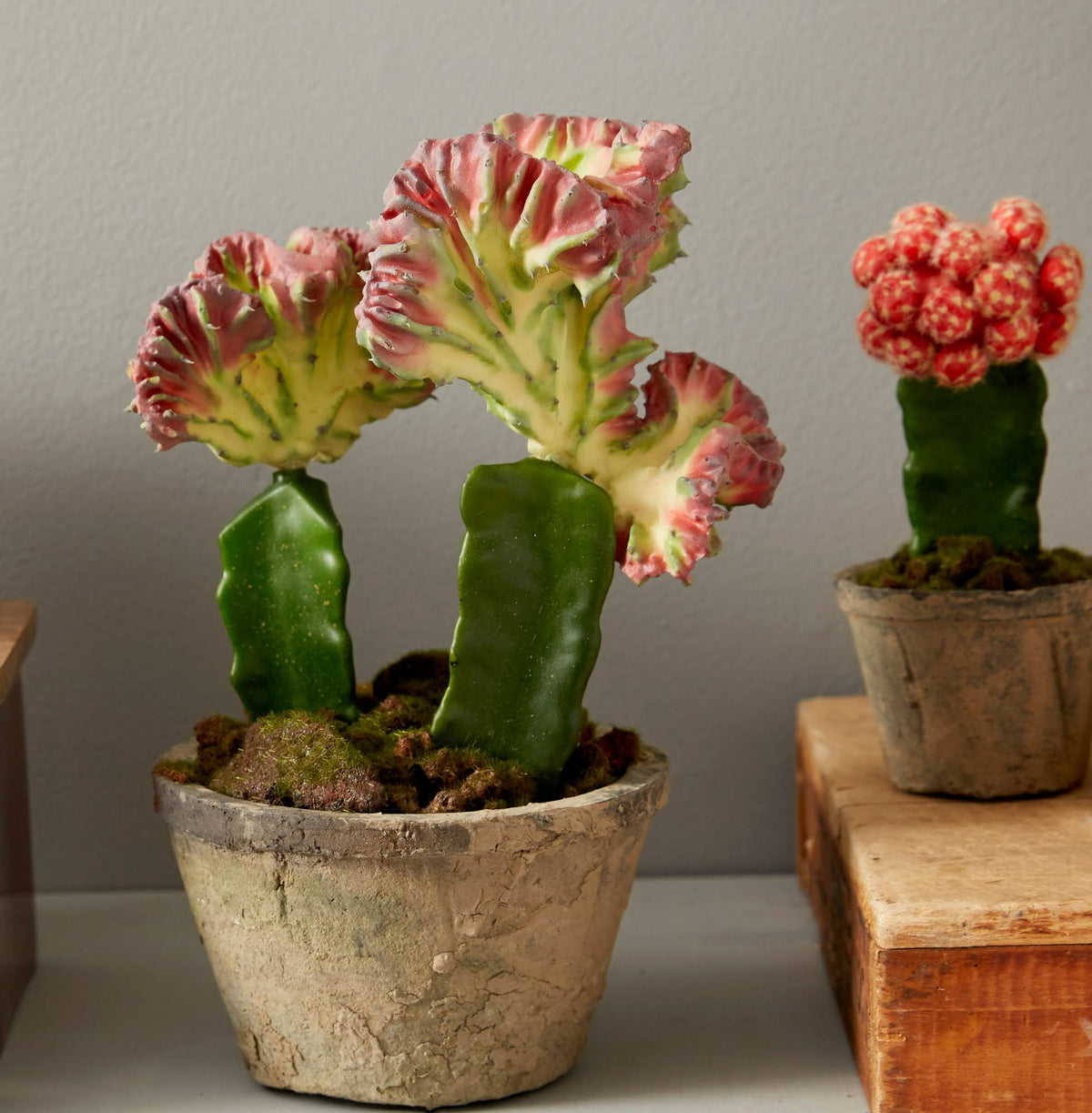 Colorful Cactus Gardens Set of 2 T603973