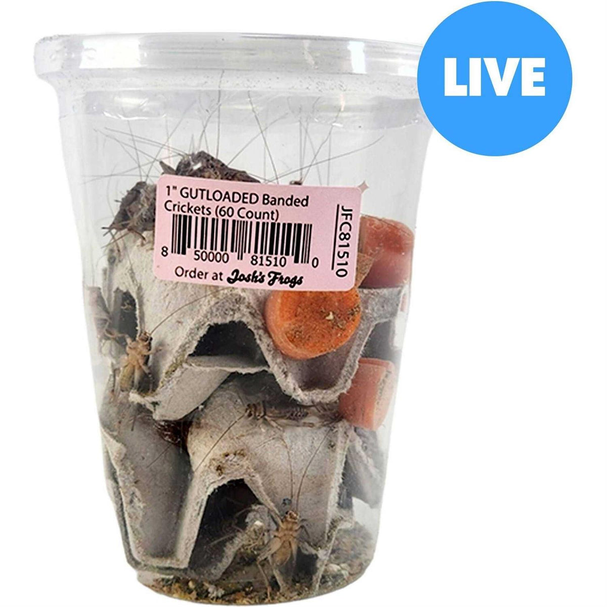 Live Banded Crickets Reptile Food Y9719