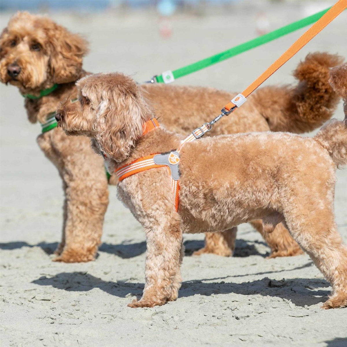 Dog Harness J138313