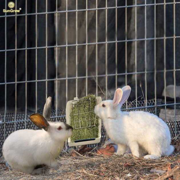 Rabbit & Guinea Pig Hay Feeder Rack C979