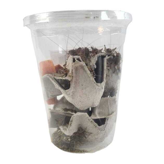 Live Banded Crickets Reptile Food Y9719