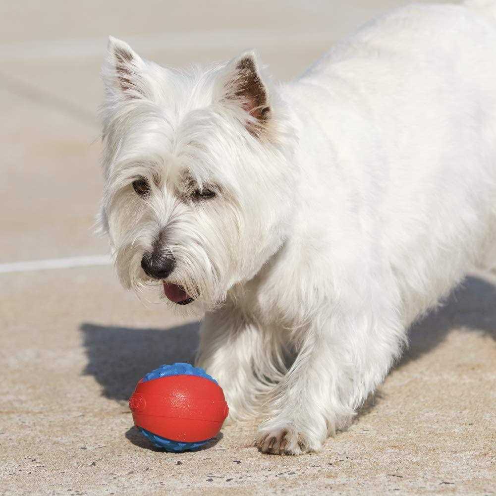 Armor Ball Dog Toy X3233
